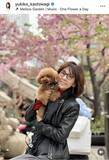 「「春の恒例行事　桜パトロール」柏木由紀子、愛犬×早咲きの桜でほのぼの美ショット「絵になりますネ」「春色いい」「美しい」」の画像1