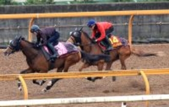 【桜花賞・１週前】骨折明けのフェスティバルヒルはやや力むも「行きたがるなかでも我慢できている」と四位調教師