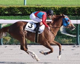 土曜東京競馬場の注目激走馬…東京１１Ｒ麦秋ステークス