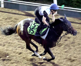 【中京２歳Ｓ】祖母に３冠牝馬のサンタンジェロは落ち着き払った走りで好仕上がり　陣営「そんなに攻め過ぎず…」