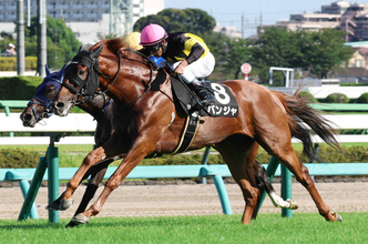 【オールカマー・坂本の特注馬】前走内容が非常に優秀なパンジャ　実績馬相手に番狂わせも十分