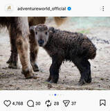 「アドベンチャーワールドで２日に誕生したゴールデンターキンを公開「どうぞあたたかく見守ってください」」の画像1