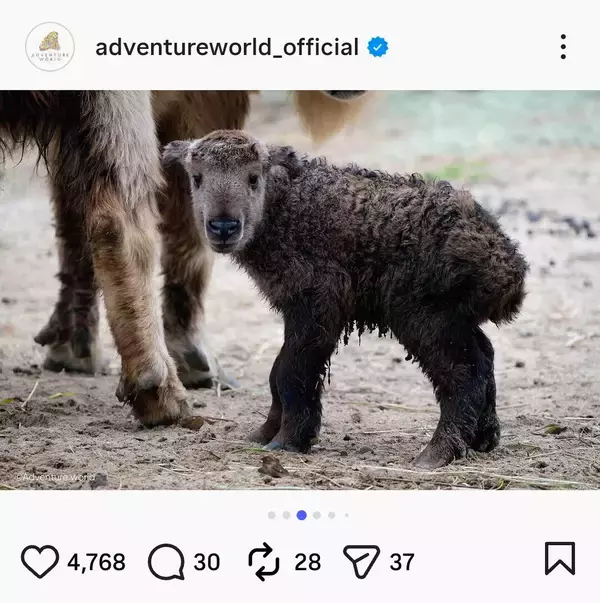 アドベンチャーワールドで２日に誕生したゴールデンターキンを公開「どうぞあたたかく見守ってください」