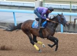 【読売マイラーズＣ】陣営「結果で応えたいですが…」　シックスペンスは転厩初戦の難しさを感じながらの再出発