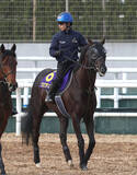 「【天皇賞・春】大阪杯からのＧ１連勝へ　クロワデュノールが進む偉大な父をたどる道　陣営「しっかりと動ける状態」」の画像1