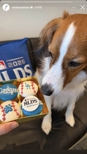 大谷翔平、愛犬デコピンの最新ショットを公開　特製おやつをジッと凝視…地区シリーズ初戦、真美子夫人は現地観戦