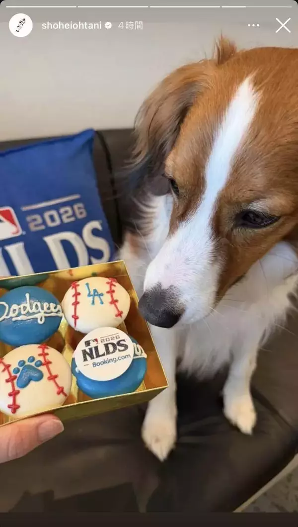 大谷翔平、愛犬デコピンの最新ショットを公開　特製おやつをジッと凝視…地区シリーズ初戦、真美子夫人は現地観戦