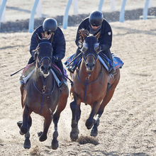 【報知杯ＦＲ】京王杯２歳Ｓ３着のトワニ　蛯名正調教師「具合は安定している」実績十分の７ハロンで巻き返しへ