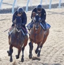 【報知杯ＦＲ】京王杯２歳Ｓ３着のトワニ　蛯名正調教師「具合は安定している」実績十分の７ハロンで巻き返しへ