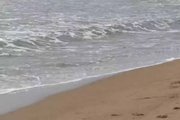 豪州トップスプリンター受難...引退ピンチ！　海岸で運動中にまさかの出来事が...動物病院へ搬送される事態に　