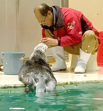 鳥羽水族館ラッコ水槽ライブカメラ２２日～２４日まで配信を一時停止　水槽掃除のメンテナンス等のため