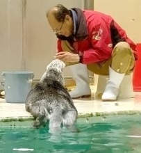鳥羽水族館ラッコ水槽ライブカメラ２２日～２４日まで配信を一時停止　水槽掃除のメンテナンス等のため