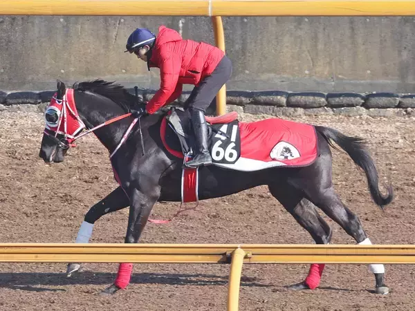 【ＰＯＧ】藤田晋オーナー＆矢作厩舎のコントレイル産駒カットソロが始動　陣営「乗っている感覚より時計が出ている」