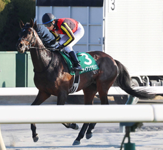 【ダイヤモンドＳ】ファイアンクランツは復調２着　「距離適性がありました」大野拓弥騎手は長丁場に手応えあり