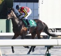 【ダイヤモンドＳ】ファイアンクランツは復調２着　「距離適性がありました」大野拓弥騎手は長丁場に手応えあり