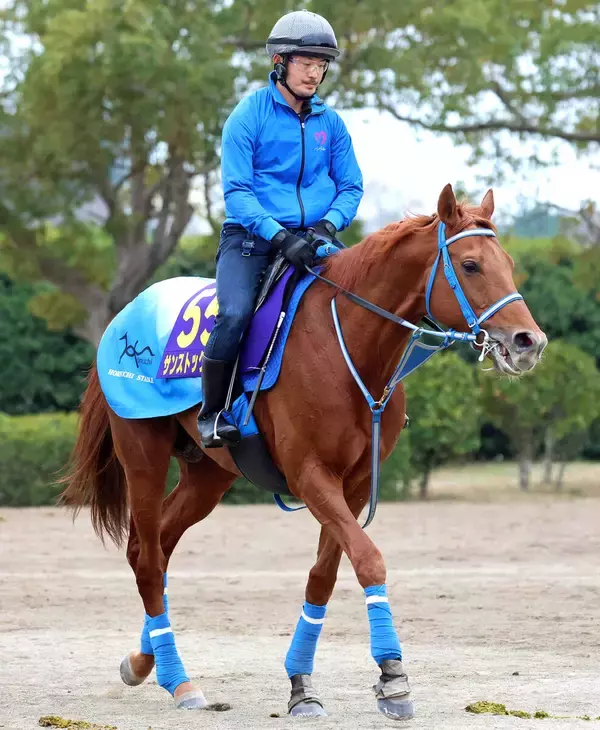 【大阪杯】最内枠のサンストックトンはロスなく立ち回れる好枠を歓迎　堀内調教師「内枠は万々歳」