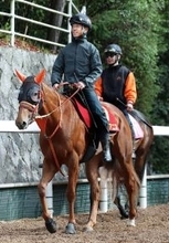 【桜花賞・水納の特注馬】２歳女王スターアニスは万全の態勢　１週前追い切りも見事な動きで桜花賞へ不安なし