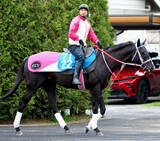 「【アンタレスＳ】重賞初Ｖ狙うジューンアヲニヨシは坂路で前日調整　活気ある身のこなしに松下調教師「順調にきています」」の画像1