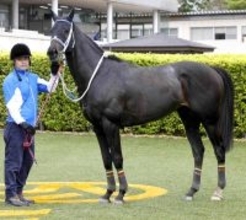 【京都ハイジャンプ】２番人気のシホノスペランツァが重賞初制覇　高田潤騎手は練習を勝因に「２回来ているのはこの馬だけ」