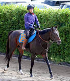 「【根岸Ｓ・浅子の特注馬】遅れてきた大物候補ウェイワードアクト　重賞初出走Ｖも十分可能な前走内容」の画像1