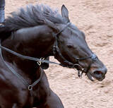 「【東京新聞杯】最後方から不発「今日は反応が悪かった」武豊騎手はマジックサンズで１２着　」の画像1