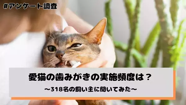 愛猫の歯みがき、月１〜３回と“ほとんどしない”が合計５４．１％に　「嫌がる」が最大の壁に