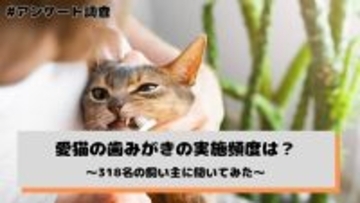 愛猫の歯みがき、月１〜３回と“ほとんどしない”が合計５４．１％に　「嫌がる」が最大の壁に