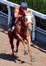 【桜花賞】ルメール騎手のドリームコアは勝率４・３％の７枠１４番　武豊騎手のアランカールは過去７勝の４枠７番に