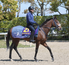 【皐月賞】最多タイ９連対の７番枠には武豊騎手のロードフィレール　吉岡調教師「ジョッキーも作戦を立てやすい枠」