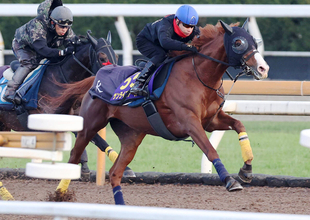 【ジャパンＣ】「楽しみを持っていける出来」池添謙一騎手が絶賛　サンライズアースがＣＷコースで迫力満点の追い切り
