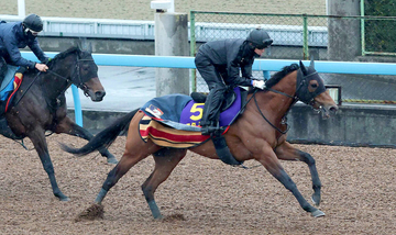 【フェブラリーＳ・１週前】昨年の覇者コスタノヴァが急上昇　陣営「ようやく本来の走りに」