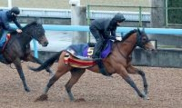 【フェブラリーＳ・１週前】昨年の覇者コスタノヴァが急上昇　陣営「ようやく本来の走りに」