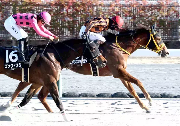 ２３年報知新聞社杯エーデルワイス賞制覇のモズミギカタアガリが引退　木村牧場で繁殖入りへ