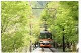 「京都・叡電で「青もみじ」徐行運転＆ライトアップ　市原駅～二ノ瀬駅間“もみじのトンネル”」の画像1