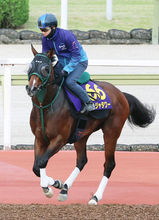 【安田記念・山下が見た】「ロブ」の次は「おぱんち」！ダービージョッキー松山弘平騎手がパンジャタワーを再びマイル王へ