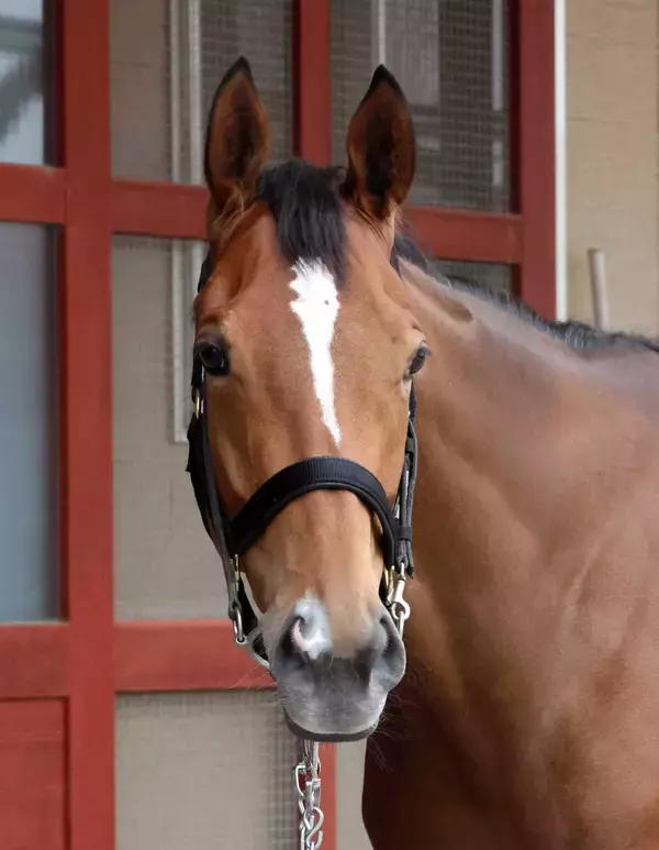 【注目馬動向】ステイヤーズＳで３９年ぶり牝馬Ｖのホーエリートは新潟牝馬Ｓを予定　レイベリングはスワンＳへ