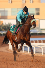 【サウジＣ】サンライズジパングは単走で力強い動き　前川調教師「のびのびとして、いい感じでした」