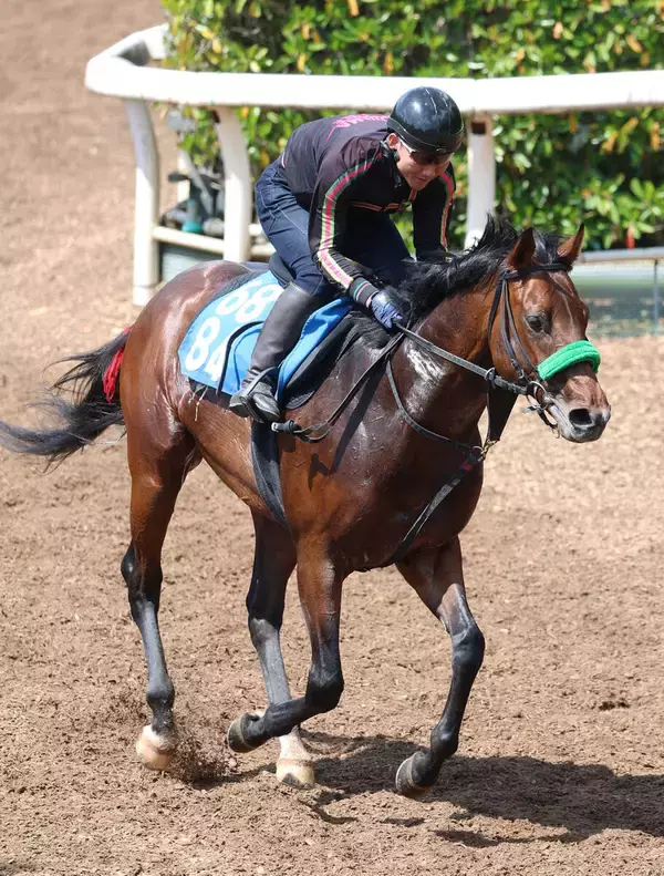 【アンタレスＳ】５戦４勝のグランドプラージュはゆったりと坂路でキャンター　杉山晴調教師は「胸を借りる」と冷静