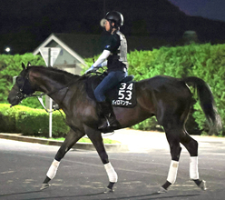 日曜新潟競馬場の注目激走馬…新潟７Ｒレパードステークス・Ｇ３