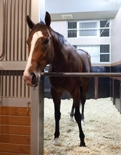 【ＰＯＧ】４・１億円の超高額＆良血馬ジーティーギャングに注目　福永調教師も「楽しみです」と期待