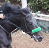 「【共同通信杯】スタートが「誤算でした」松山弘平騎手悔やむ　ホープフルＳ覇者ロブチェンは３着どまり」の画像1