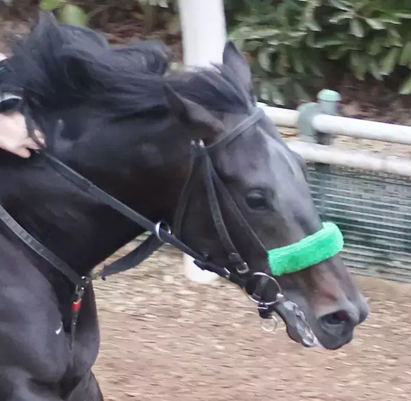 【共同通信杯】スタートが「誤算でした」松山弘平騎手悔やむ　ホープフルＳ覇者ロブチェンは３着どまり