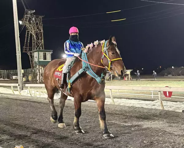 【今井千尋のばんえい日和】１１Ｒ女王サクラヒメのラストレース「勝って終えられるよう頑張ります」