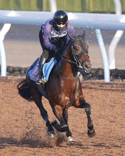 【七夕賞・特選有力馬チェック】カラマティアノスは買うべき？