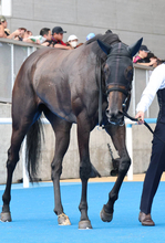 【注目馬動向】無傷３連勝中のモンローウォークは状態次第で戸崎圭太騎手と秋華賞トライアルへ