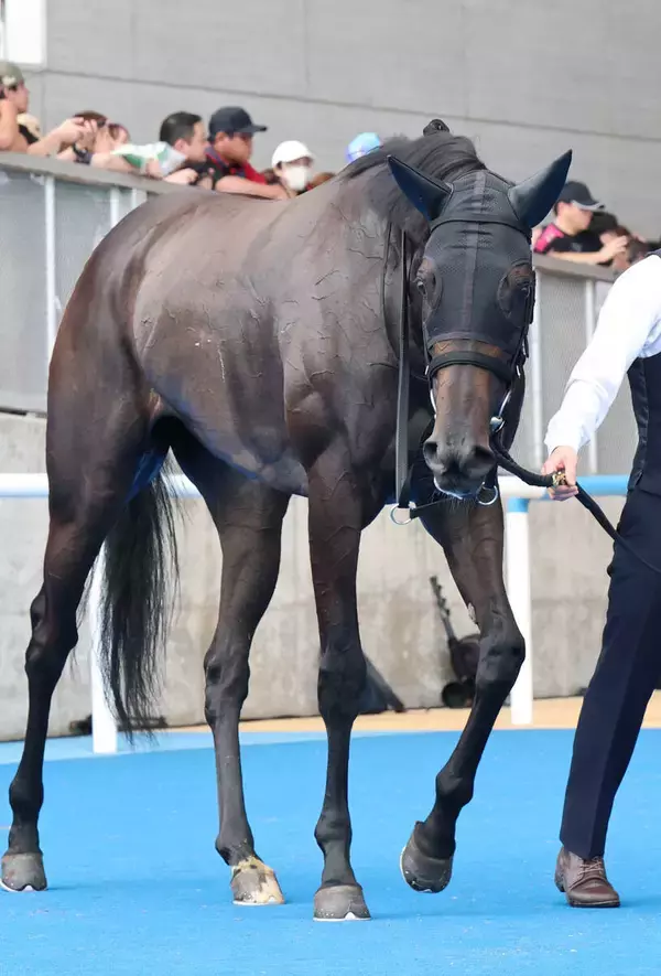 【注目馬動向】無傷３連勝中のモンローウォークは状態次第で戸崎圭太騎手と秋華賞トライアルへ