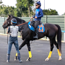 【エルムＳ・枠順確定】舟山瑠泉騎手との人馬ともに重賞初制覇狙うウェイワードアクトは７枠８番