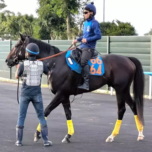 【エルムＳ・枠順確定】舟山瑠泉騎手との人馬ともに重賞初制覇狙うウェイワードアクトは７枠８番