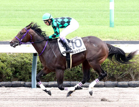 【注目馬動向】新馬戦を圧勝のポッドビートは引き続き武豊騎手とのコンビでなでしこ賞へ