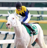 「【注目馬動向】クイーンＣ７着の白毛馬マルガは報知杯ＦＲを視野　Ｇ１・３勝ソダシの半妹」の画像1